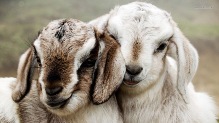 Nice Goats - animal, pet, goats, goat