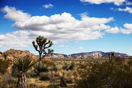 Joshua Tree National Park - nature, fun, tree, desert