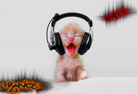 trance cat - trance, fun, cat, music, wallpaper