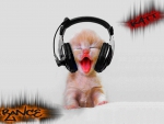 trance cat