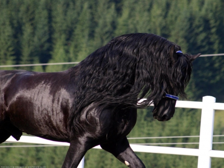 the friesian leader - friesian, wallpaper, dutch horses, leader, the