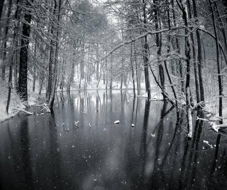 Snowy Forest - lake, forest, snow, winter, tree