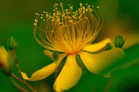 Flower - flower, yellow, amazing, green