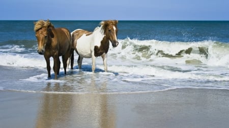 Beach Buddies - horses on beach, Ponies, wild horses, Horses