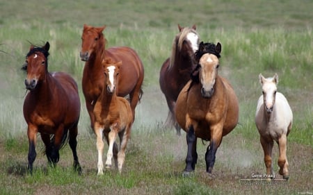 Mustang Mares and Foals - horses, wild horses, mares, mustangs