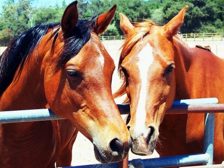 Arabian Horses - Chestnut Horses, Bay Horses, Arabian Horses, Horses