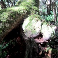 Snake head tree