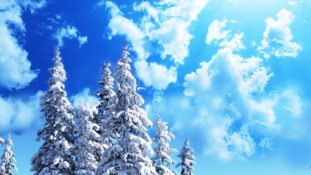 Winter sky - sky, clouds, snow, winter, spruce