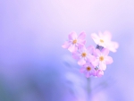 Soft Flowers