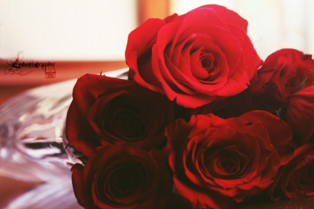 Red Roses - flowers, red, roses, nature