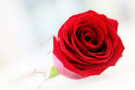 Rose - flower, nature, rose, soft