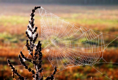 Morning. - nature, others, autumn, fields