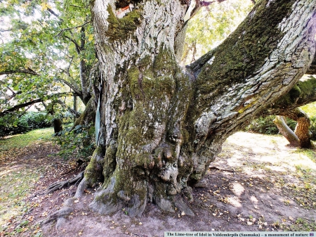 The Lima-tree of  Idol. - trees, nature, history, others