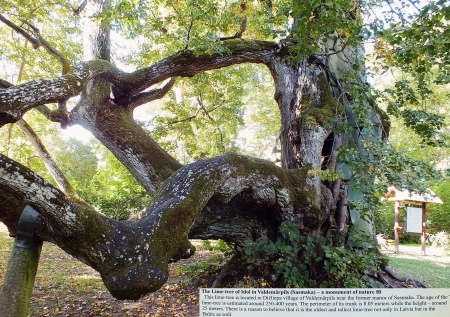 The Lima-tree of Idol. - nature, people, trees, history