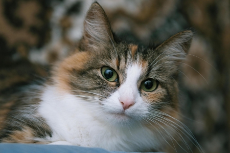 Cat - sleepy, cute, beautiful, cat, sleeping, kitty, cats, hat, cat face, paws, face, animals, pretty, beauty, sweet, kitten, lovely