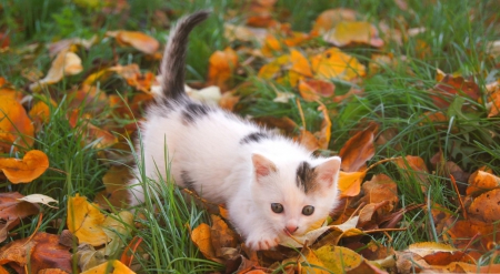 Cat - sleeping, beauty, cat face, hat, animals, sleepy, paws, face, pretty, cute, cat, kitty, lovely, kitten, cats, beautiful, sweet