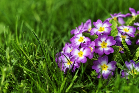 *** Purple flowers *** - nature, purple, flowers, flower