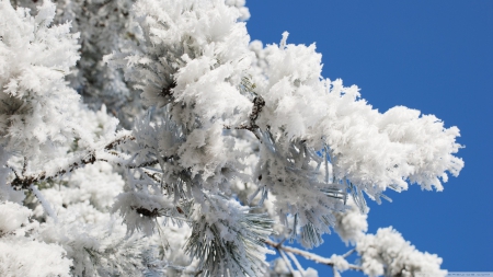 Frosted tree branch - abstract, winter, frosted, photography, snow, HD, forest, tree, ice, frozen, nature, macro, cold, frost, sky, wallpaper