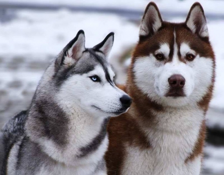 Huskies - pets, husky, Alaska, sweet, Arctic, nature, dogs, North, cute, animals, wallpaper