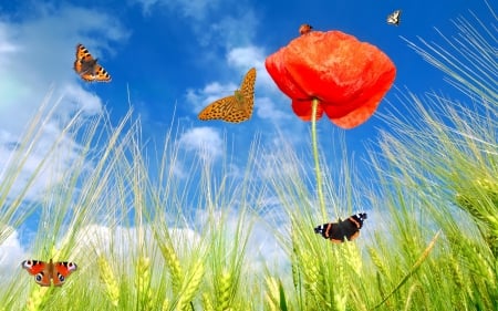 *** Summer field *** - flowers, field, summer, nature