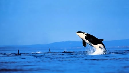 orca leaping out of the sea - sea, splash, jump, killer whale