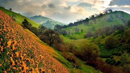 flowers on a steep hillside - flowers, clouds, hills, steep, valley