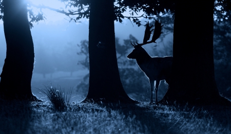 Silent night - deer, mist, night, forest, animals, silent