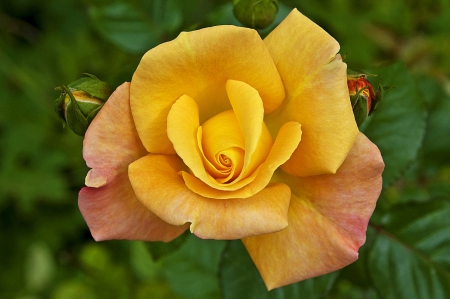 Rose - flower, rose, beautiful, flowers, orange, yellow