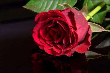 Red rose - beautiful, lovely, petals, reflection, leaves, single, red, rpetty, rose, nice