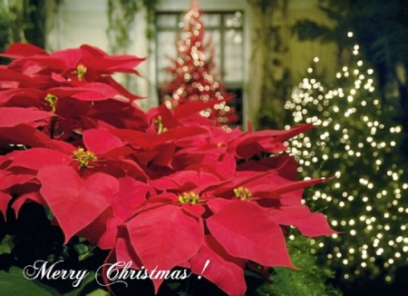 â™¥ Merry Christmas â™¥ - greetings, red poinsettia, flowera, christmas