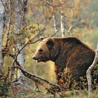 sitting in the_woods