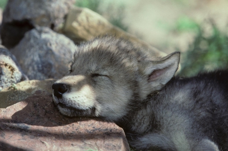 sleeping pup - wolf, nature, abstract, majestic, canine, friendship, arctic, grey wolf