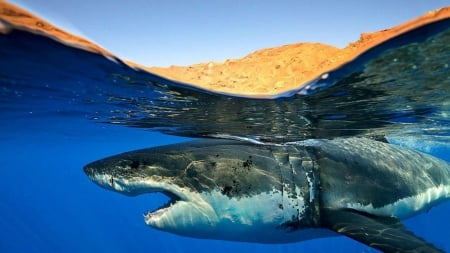 sharks_underwater - white, predator, dead, great, sharks, underwater