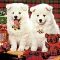 Christmas dogs