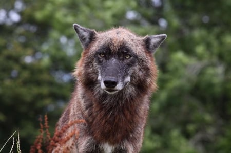 sad wolf - abstract, grey wolf, nature, wolf, majestic, canine, friendship, arctic