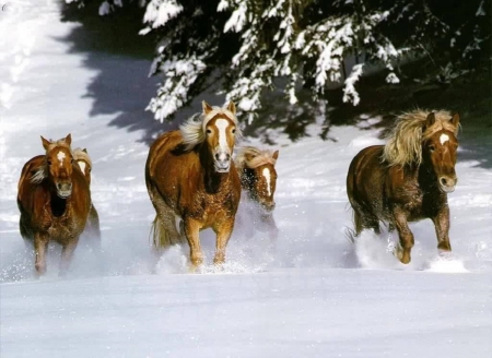 horses in the snow - snow, winter, horses, animals