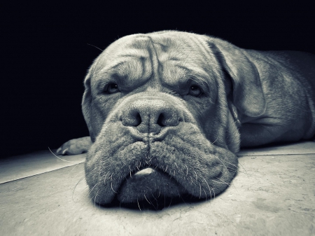 only a mother could love him - face great face, ugly, dog, only a mother could love him, bullmastiff