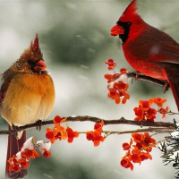 Cardinals