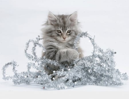 Christmas kitty with a tinsel - tinsel, cats, Christmas, animals, kitty