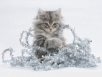 Christmas kitty with a tinsel