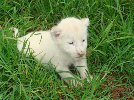 white lion cub - in, the, green, grass