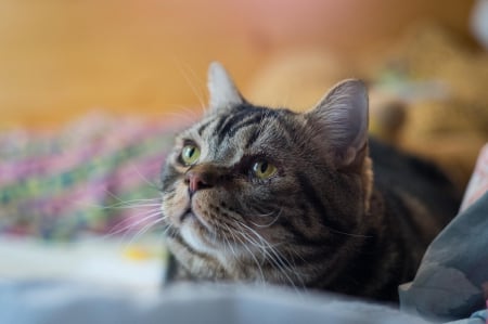 Cat - sleepy, cute, beautiful, cat, sleeping, kitty, cats, hat, cat face, paws, face, animals, pretty, beauty, sweet, kitten, lovely