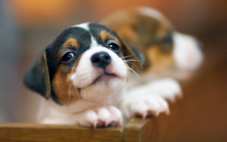 Dog - puppy, animals, lovely, pretty, puppys, beautiful, dog, animal, dogs, sweet, cute