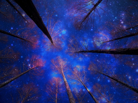 Stars - trees, nature, night, forest, stars