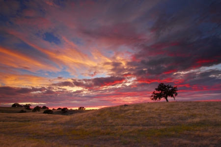 *Sunset* - nature, sky, light, clouds, tree, sunset