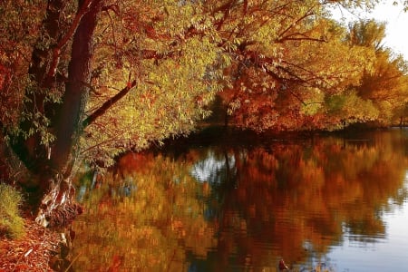 *** Autumn *** - fall, trees, nature, autumn