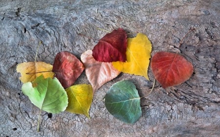 *** Autumn leaves *** - leaves, fall, nature, autumn