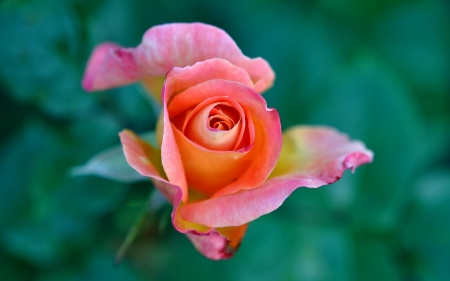 *** Rose *** - flowers, rose, flower, nature