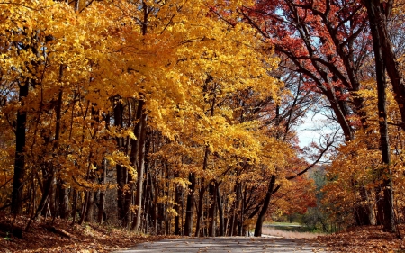 *** Autumn *** - fall, nature, park, autumn