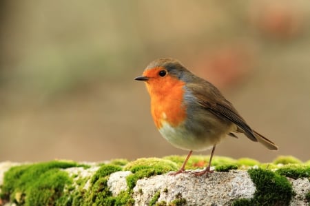 *** Robin *** - birds, robin, animal, animals